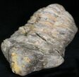 Calymene Trilobite From Morocco - Large Size #17896-1